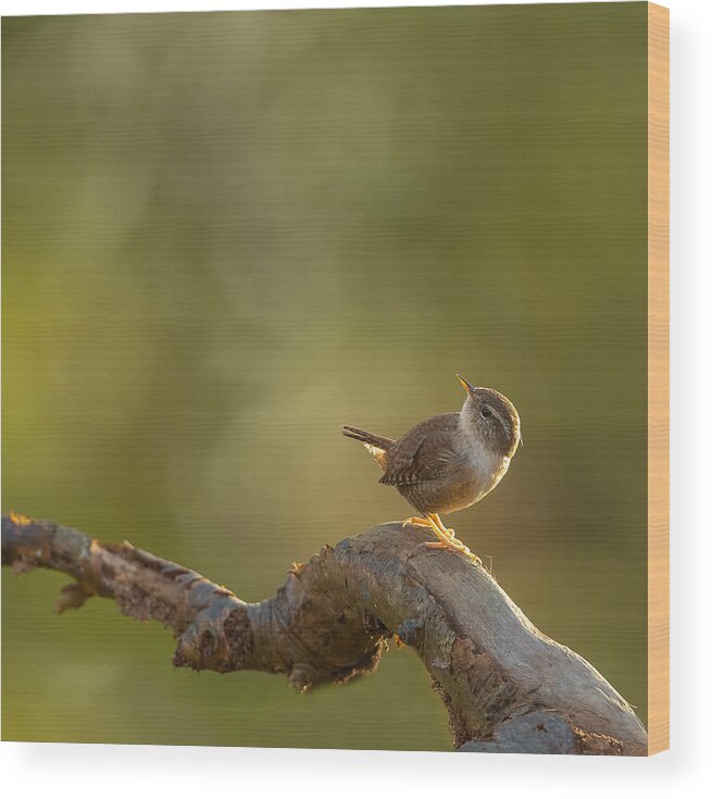 Wren Wood Print featuring the photograph Wren In The Light by Annie Keizer