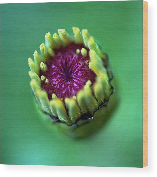 Bud Wood Print featuring the photograph Yellow Flower Bud by Carlos. E. Serrano