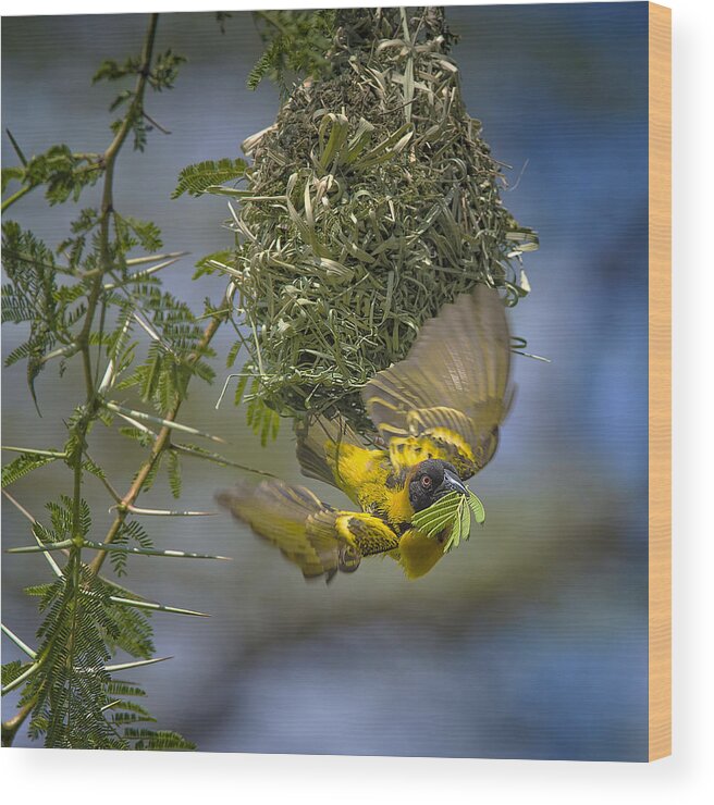 Yellow Wood Print featuring the photograph Yellow Weaver Finch by Hua Zhu