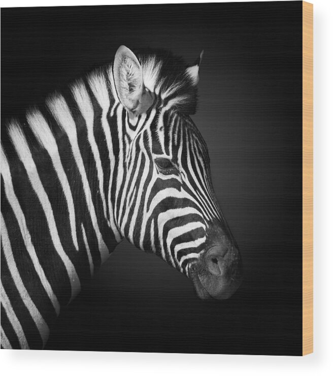 Animals Wood Print featuring the photograph Z E B R A by Fegari