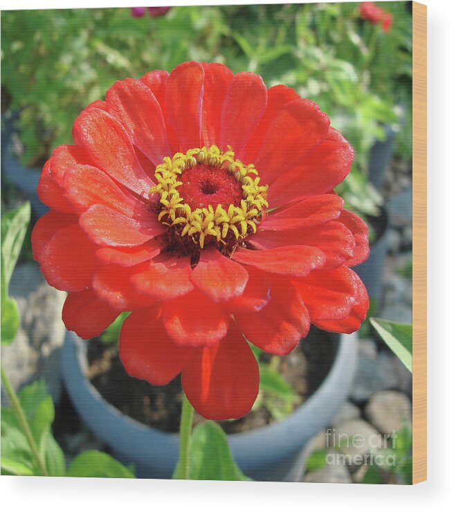 Zinnia Wood Print featuring the photograph Zinnia 59 by Amy E Fraser