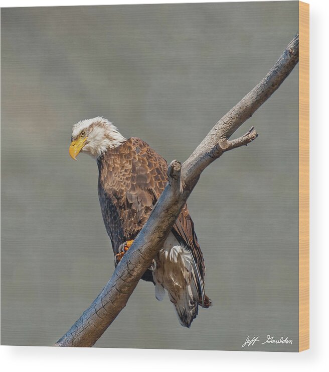 Animal Wood Print featuring the photograph Bald Eagle Perched in a Dead Tree #1 by Jeff Goulden
