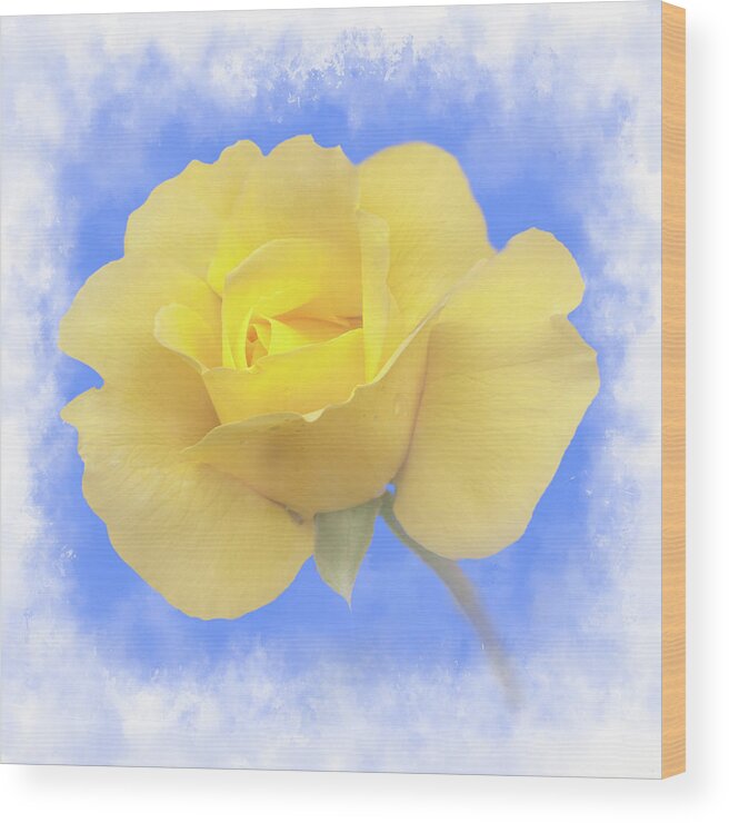 Abstract Wood Print featuring the photograph Beautiful rose #1 by Sue Leonard