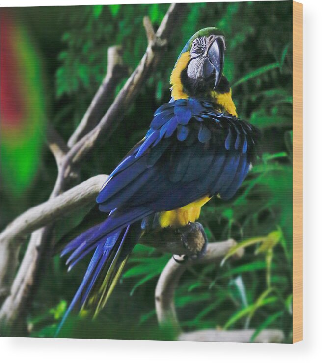 Parrot Wood Print featuring the photograph Bird 3 #1 by Carol Jorgensen