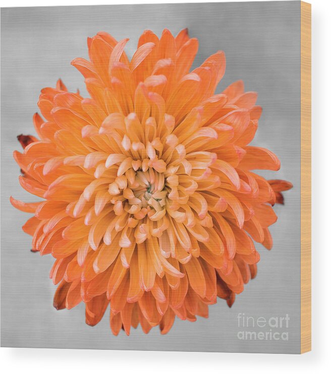 Floral Wood Print featuring the photograph Chrysanthemum Flower Joy-Orange by Renee Spade Photography
