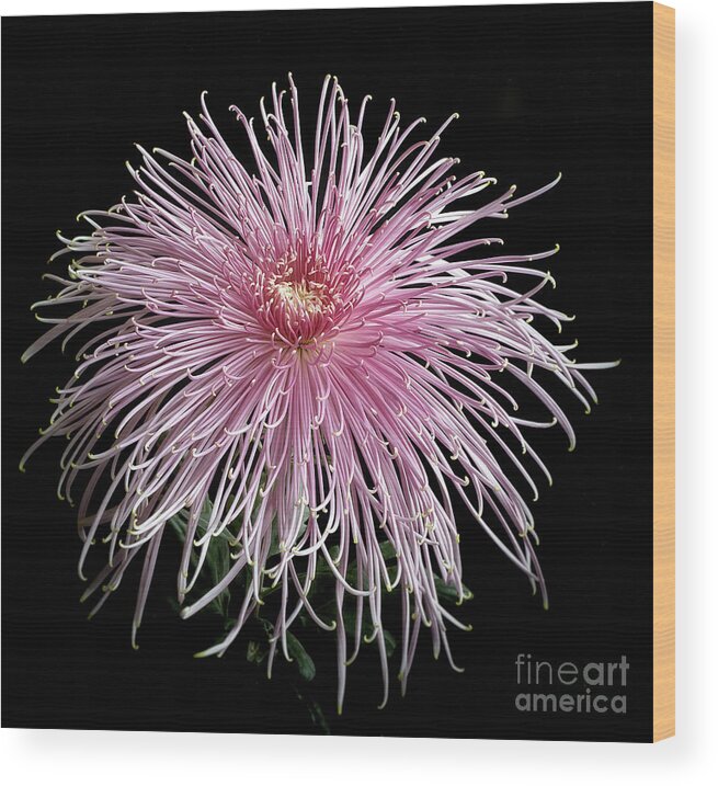 Flower Wood Print featuring the photograph Chrysanthemum 'Pink Splendor' #1 by Ann Jacobson