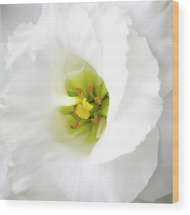 Delicate Beauty Wood Print featuring the photograph Delicate Beauty #2 by Patty Colabuono