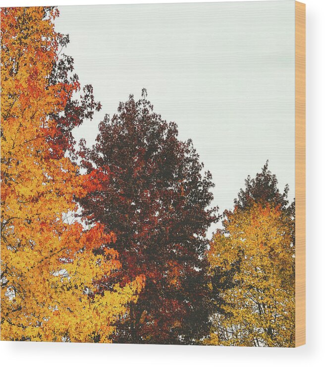 Trees Wood Print featuring the photograph Fall by Anamar Pictures