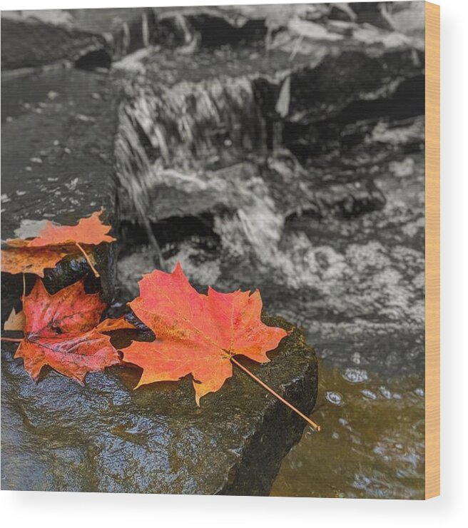  Wood Print featuring the photograph Fall Leaves by Brad Nellis