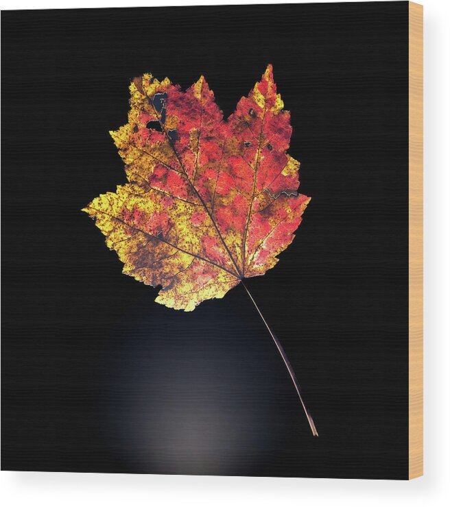 Autumn Wood Print featuring the photograph Preserving Autumn #1 by Kevin Suttlehan