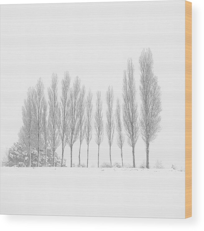 Trees Wood Print featuring the photograph 13 Trees Under the Snowfall by Stefano Orazzini