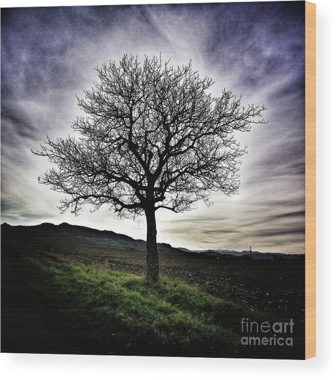 Bare Tree Wood Print featuring the photograph Isolated tree #2 by Bernard Jaubert
