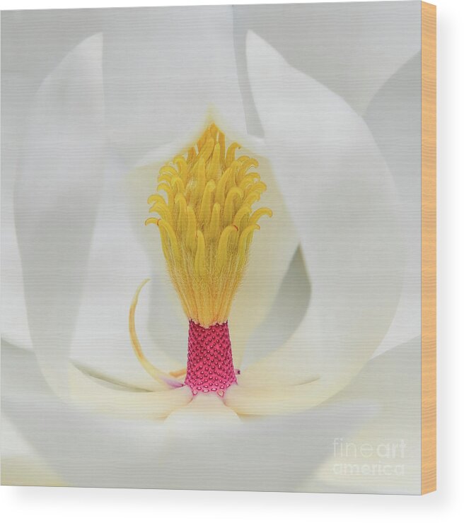 Magnolia Flower Wood Print featuring the photograph Magnolia Flower #2 by Olga Hamilton