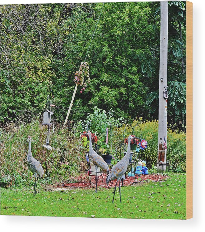 Sandhill Cranes Wood Print featuring the photograph 2021 Fall Sandhill Cranes 1 by Janis Senungetuk