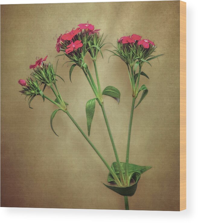 Rose Wood Print featuring the photograph 3 Blooms by Steve Kelley