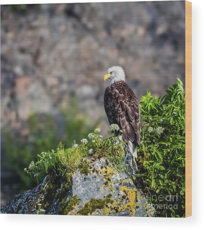 Eagle Wood Print featuring the photograph Bald eagle sitting on the rock by Lyl Dil Creations
