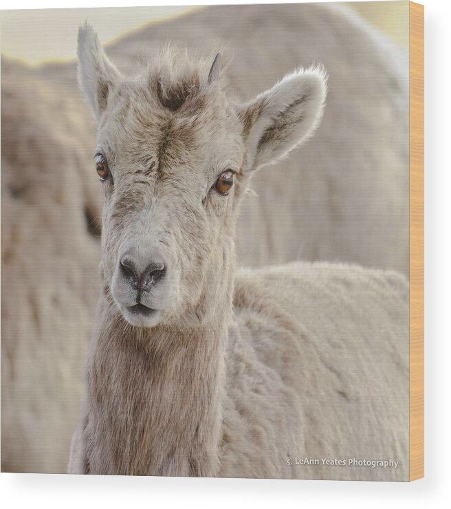 Big-horn Sheep Wood Print featuring the photograph A Little Lamb Cuteness by Yeates Photography