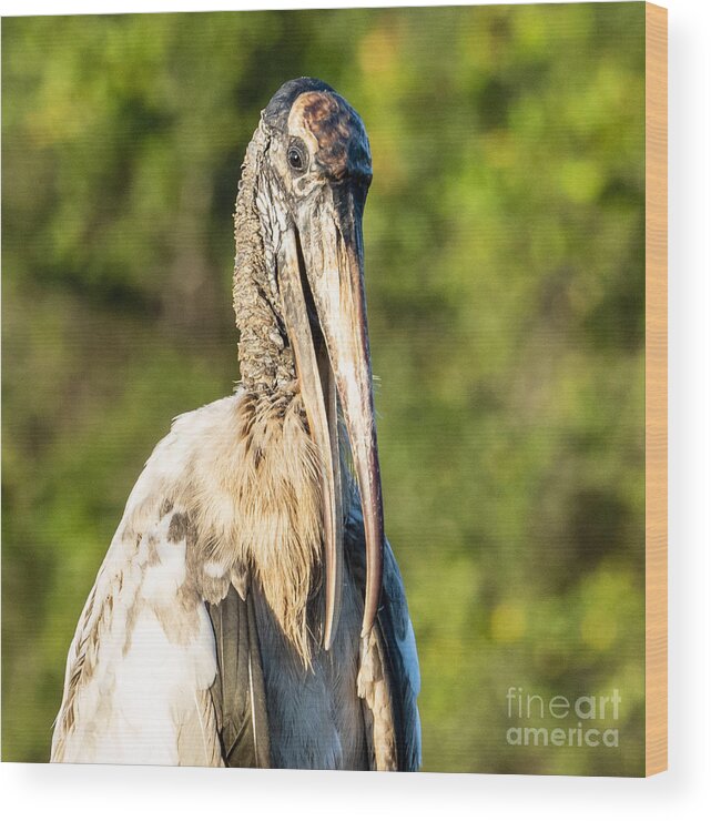 Wood Stork Wood Print featuring the photograph A Young Wood Stork at Eagle Lake Park Florida by L Bosco