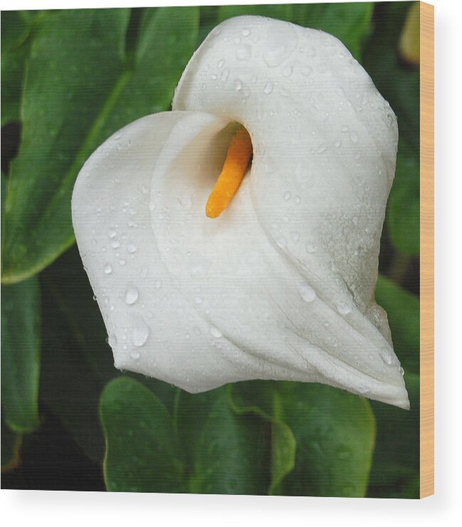 Calla Lily Wood Print featuring the photograph After the Rain by Suzanne Gaff