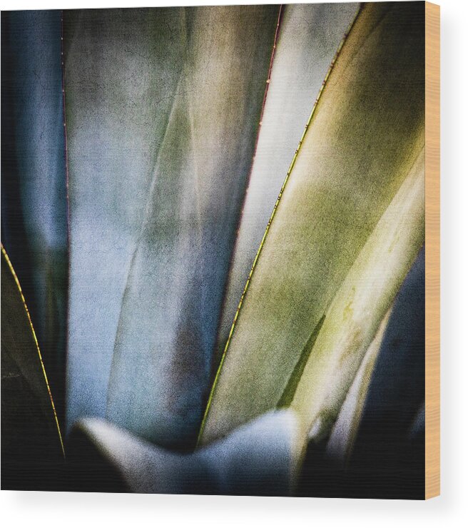 Agave Art Wood Print featuring the photograph Agave Art by Paul Bartell