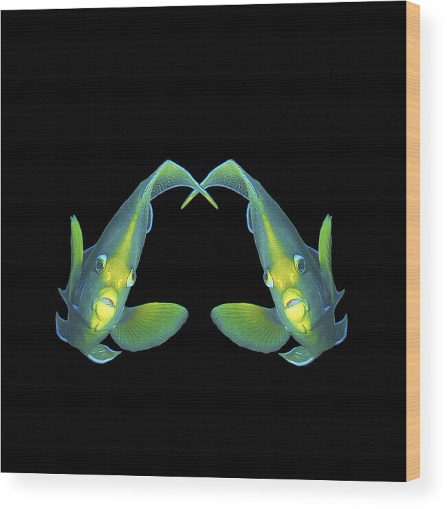 Angelfish Wood Print featuring the mixed media Angelfish - Like a pair of twins - Design on black background - by Ute Niemann