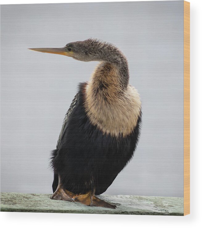 Photograph Wood Print featuring the photograph Anhinga Portrait by Suzanne Gaff