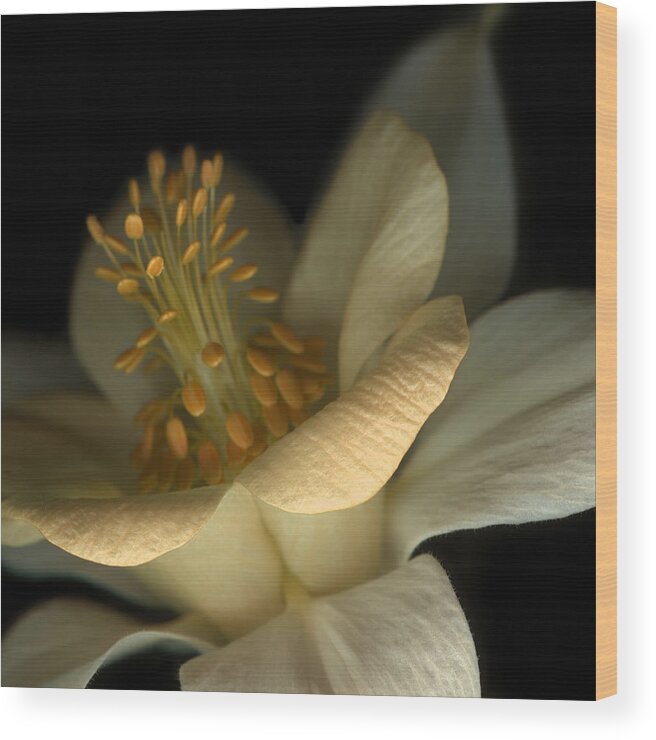 Aquilegia Wood Print featuring the photograph Apricot Delight II by Marsha Tudor