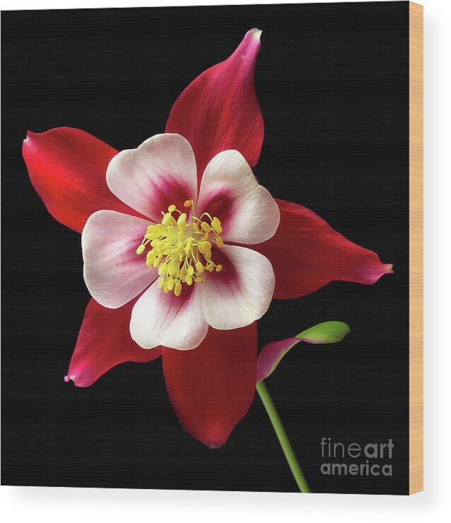 Flower Wood Print featuring the photograph Aquilegia 'Kirigami' by Ann Jacobson