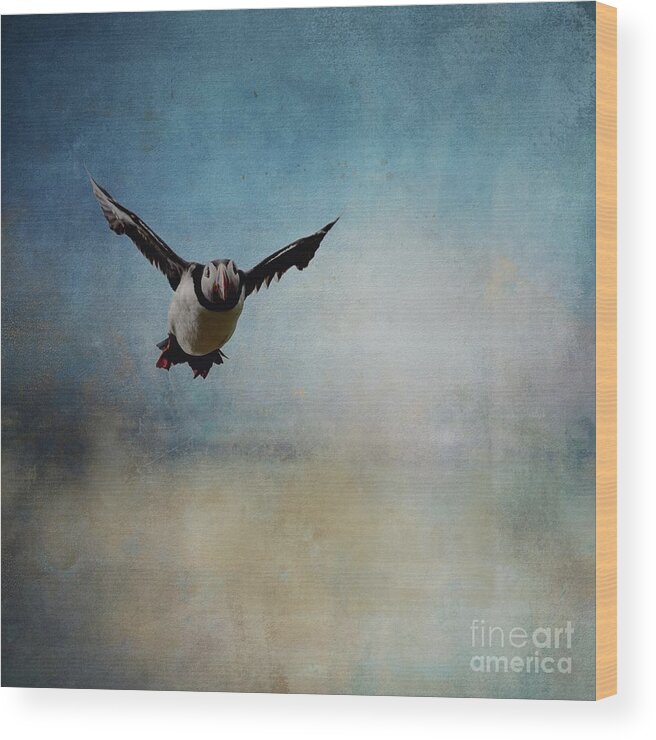 Atlantic Puffin Wood Print featuring the photograph Atlantic Puffin Flying by Eva Lechner