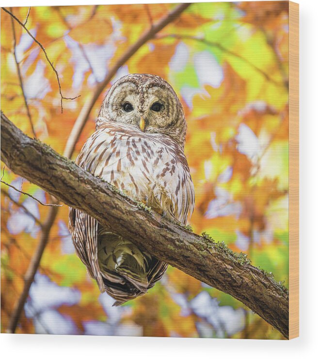 Barred Owl Wood Print featuring the photograph Autumn Barred Owl by Jordan Hill