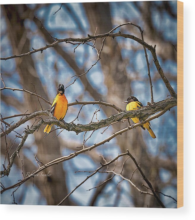 Baltimore Orioles Wood Print featuring the photograph Baltimore Orioles by Rebecca Samler