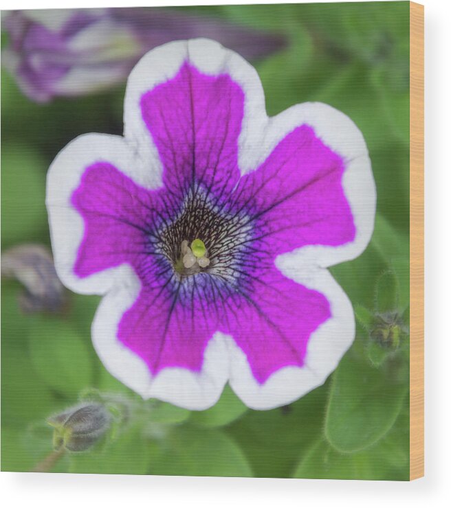 Colorado Flowers Wood Print featuring the photograph Beauty of A Garden Petunia by Debra Martz