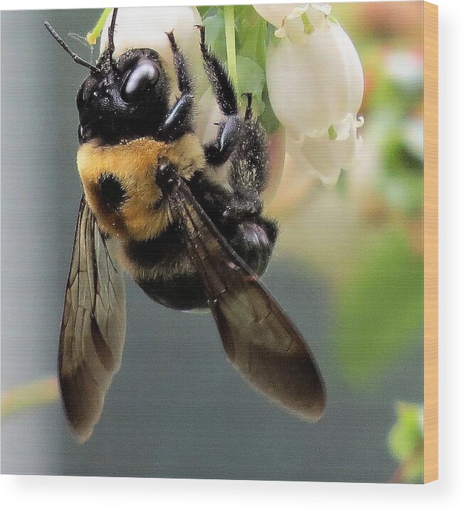 Insects Wood Print featuring the photograph Bee on Blueberry Blossoms by Linda Stern