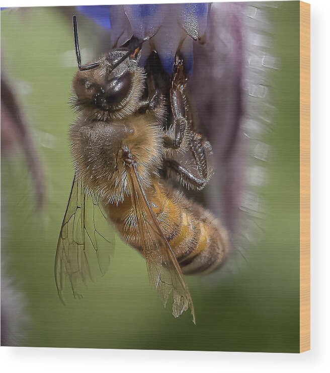 Honeybee Wood Print featuring the photograph Bee on Starflower by Cheri Freeman