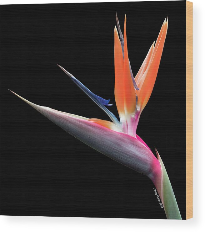 Photography Wood Print featuring the photograph Bird of Paradise by Larry Nader