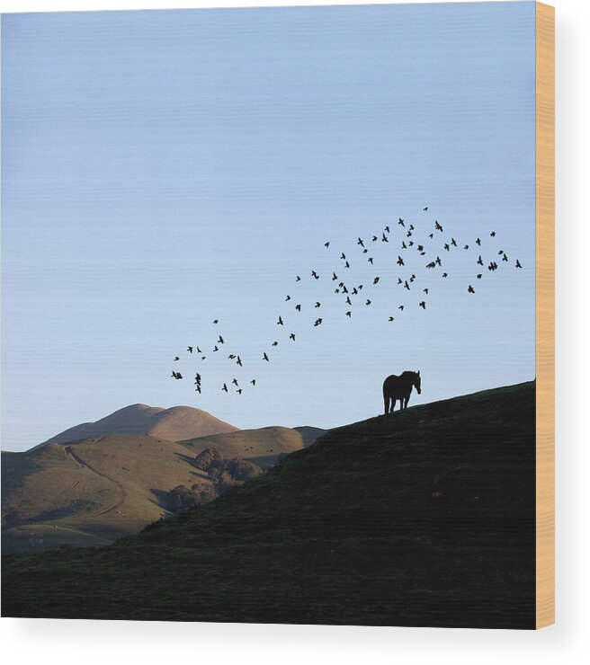 Birds Above Pasture Wood Print featuring the photograph Birds above pasture by Donald Kinney