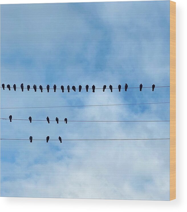  Wood Print featuring the photograph Birds On Wire by Julie Gebhardt