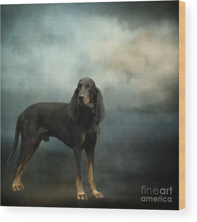 Black And Tan Coonhound Wood Print featuring the photograph Black and Tan Coonhound by Eva Lechner