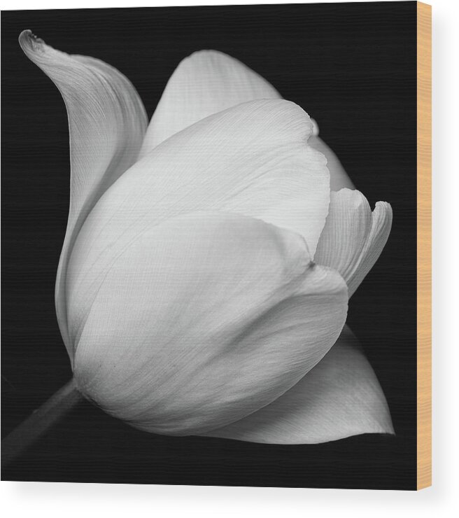 Flower Wood Print featuring the photograph Black and white tulip by Mirko Chessari