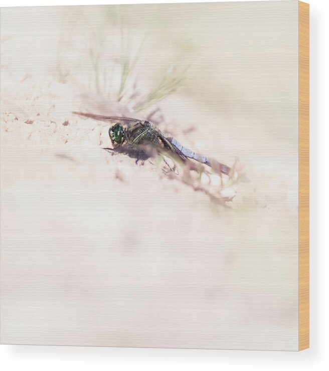 Black-tailed-skimmer Wood Print featuring the photograph Black-tailed skimmer by Jaroslav Buna