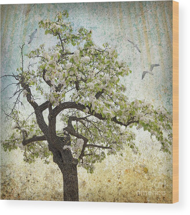 Blossoming Wood Print featuring the photograph Blossoming - Pear Blossom Tree by Denise Strahm