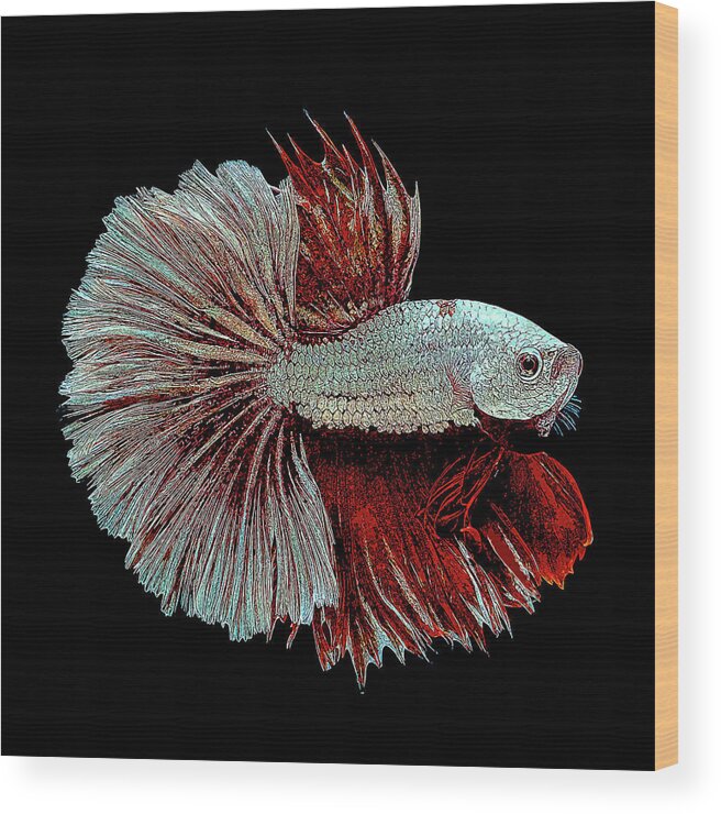 White Wood Print featuring the painting White and Red Betta Splendens, Siamese Fighting Fish by Custom Pet Portrait Art Studio