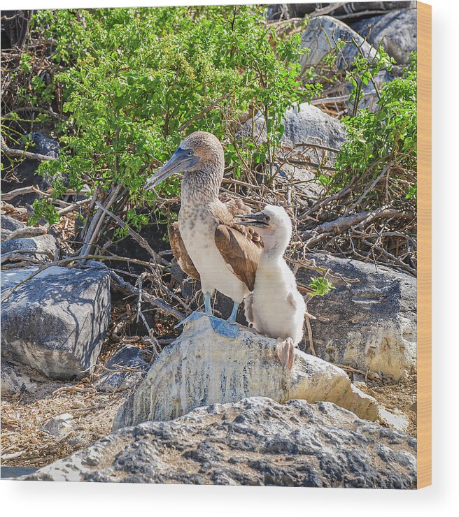 Animals In The Wild Wood Print featuring the photograph Blue-footed Booby hen and her chick by Henri Leduc