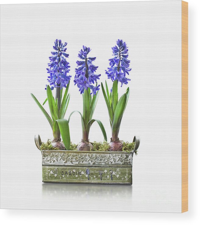 Hyacinth Wood Print featuring the photograph Blue hyacinths by Delphimages Photo Creations