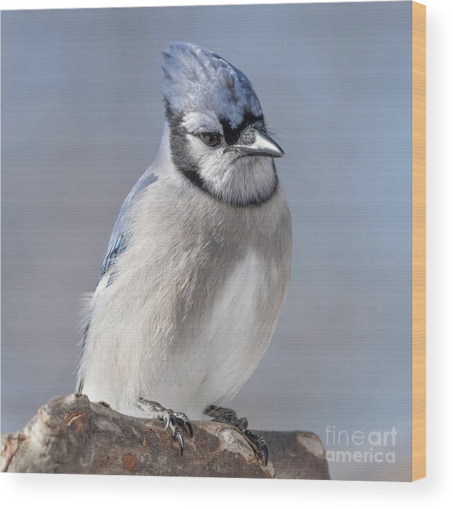  Wood Print featuring the photograph Blue Jay Sitting Pretty by Sandra Rust