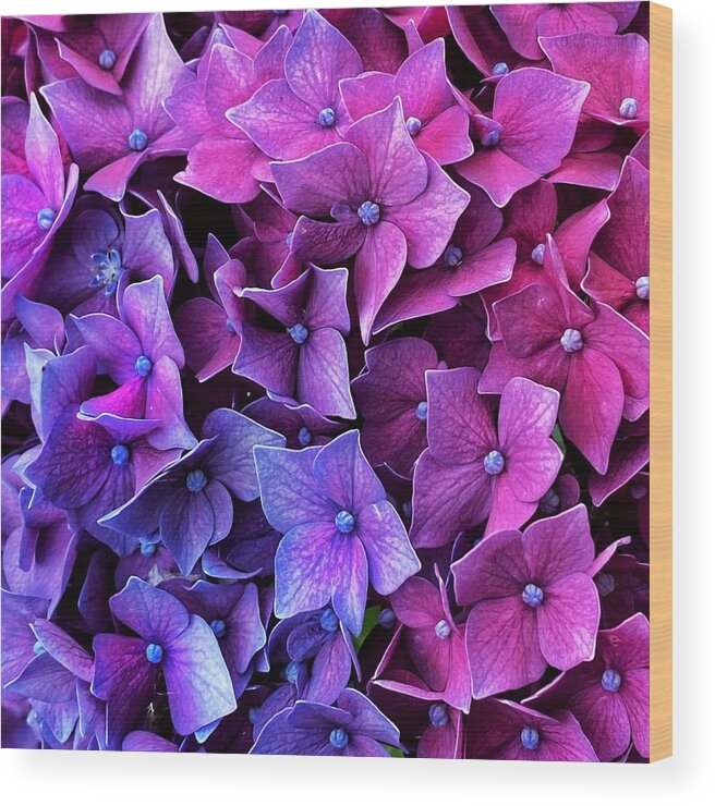 Blue Wood Print featuring the photograph Blue Pink Hydrangea by Jerry Abbott