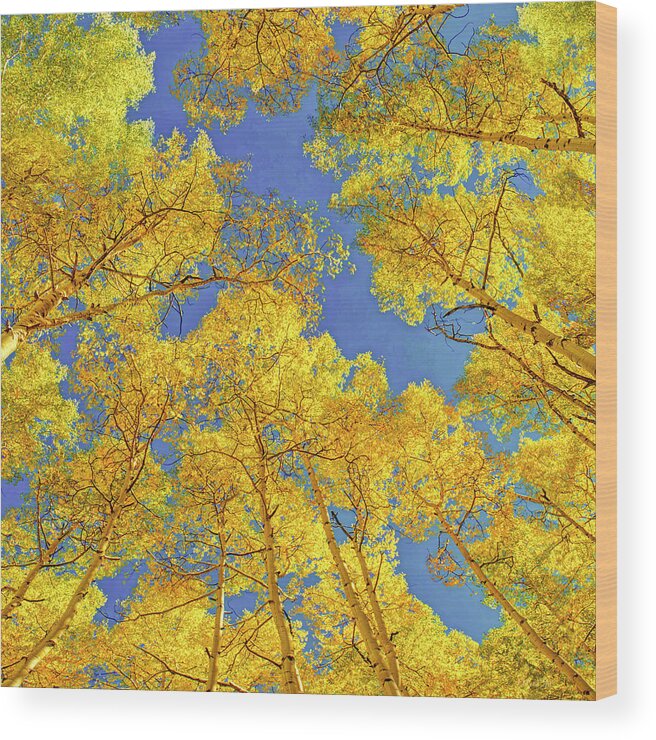  Aspen Colorado Wood Print featuring the photograph Blue Skies Above the Aspen Grove by OLena Art by Lena Owens - Vibrant DESIGN