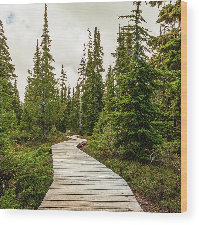 Landscapes Wood Print featuring the photograph Boardwalk by Claude Dalley