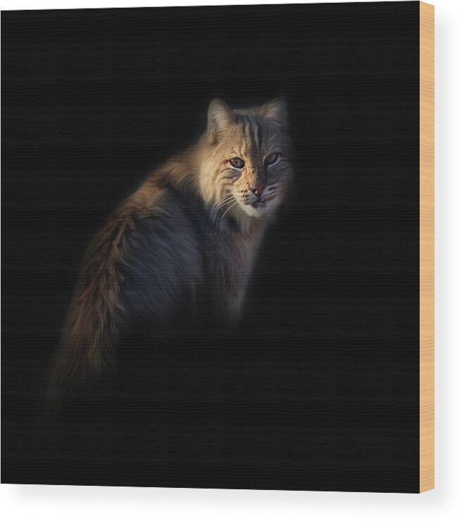 Square Wood Print featuring the photograph Bobcat Portrait by Bill Wakeley