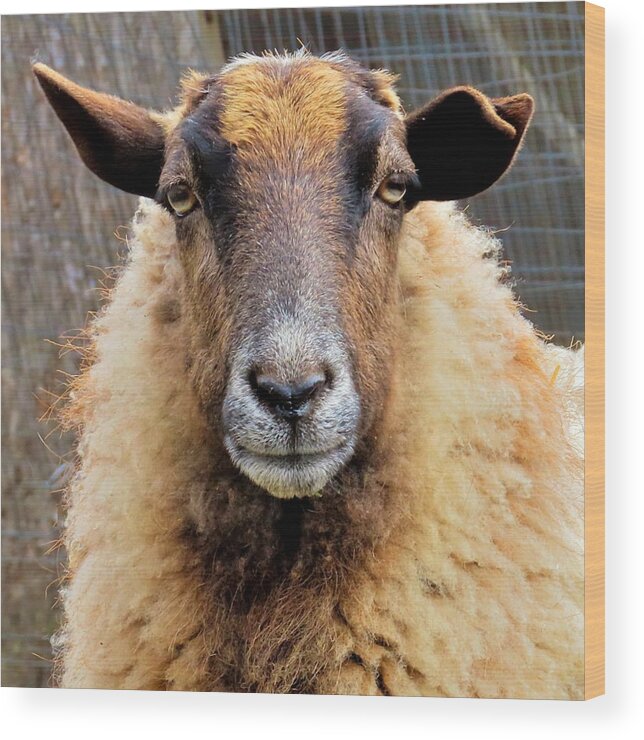 Animals Wood Print featuring the photograph Bored Sheep Look by Linda Stern
